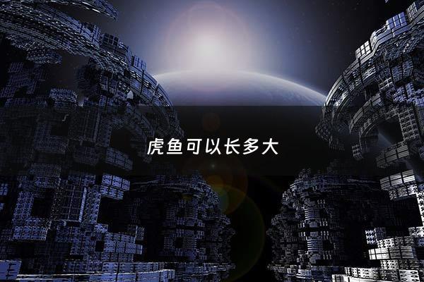 虎鱼可以长多大 - 虎鱼长多大才能变明