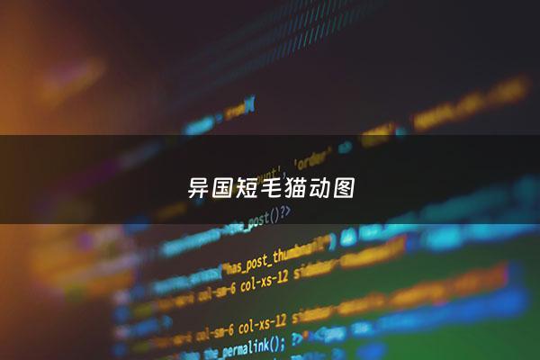 异国短毛猫动图 - 异国短毛猫的照片