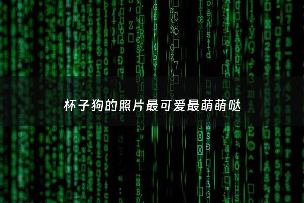 杯子狗的照片最可爱最萌萌哒 - 杯子狗***