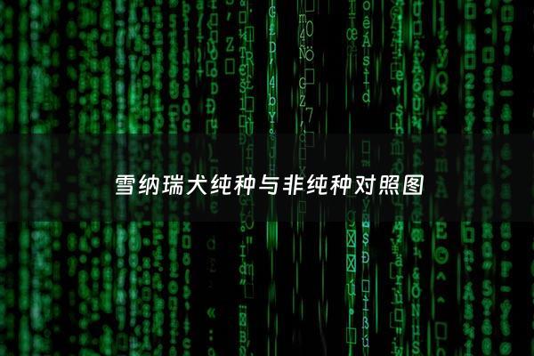 雪纳瑞犬纯种与非纯种对照图 - 雪纳瑞犬纯种与非纯种对照图片