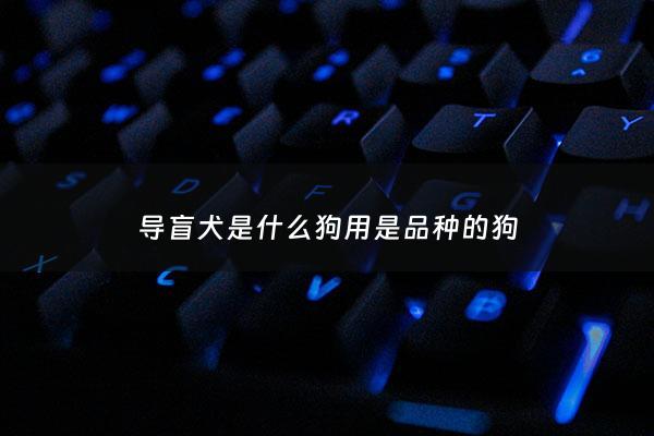 导盲犬是什么狗用是品种的狗 - 导盲犬是干什么的?