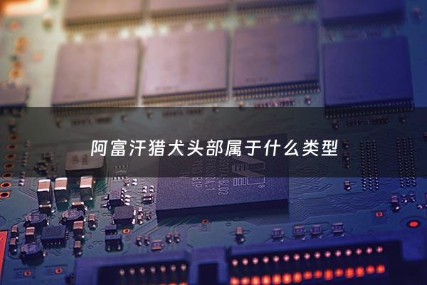 阿富汗猎犬头部属于什么类型 - 阿富汗猎犬体型