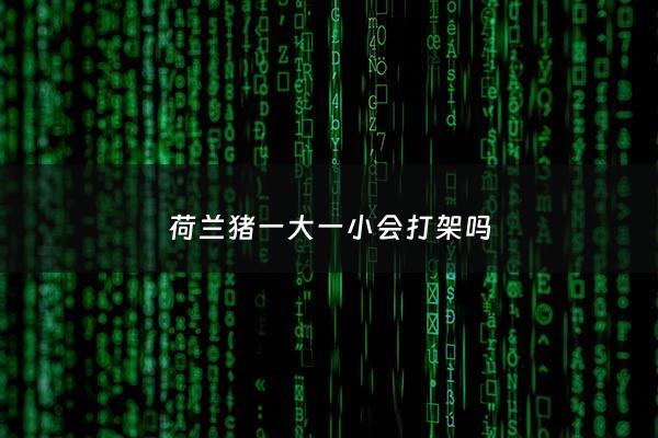 荷兰猪一大一小会打架吗 - 荷兰猪一大一小能养一起吗