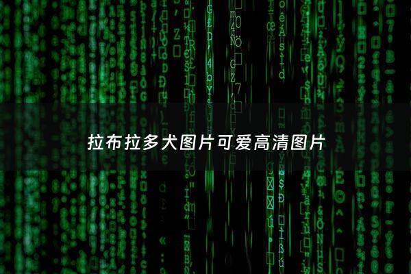 拉布拉多犬图片可爱高清图片 - 拉布拉多图片真实