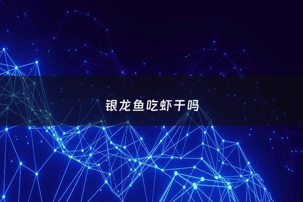 银龙鱼吃虾干吗 - 银龙鱼吃虾米吗