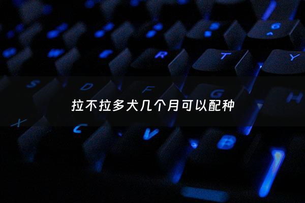 拉不拉多犬几个月可以配种 - 拉布拉多几个月可以配对