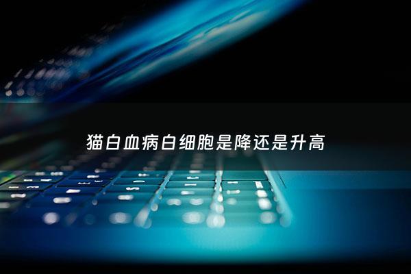 猫白血病白细胞是降还是升高 - 猫咪白血病有什么症状