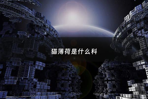 猫薄荷是什么科 - 猫薄荷俗称