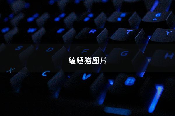 瞌睡猫图片 - 波比的***时间瞌睡猫图片