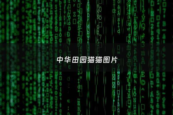 中华田园猫猫图片 - 中华田园猫照片
