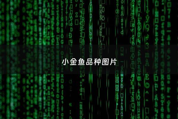 小金鱼品种图片 - 市场上常见的小金鱼品种