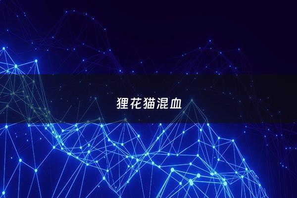 狸花猫混血 - 狸花猫杂交后代