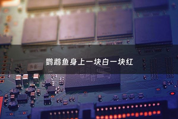 鹦鹉鱼身上一块白一块红 - 鹦鹉鱼身上有红色斑块
