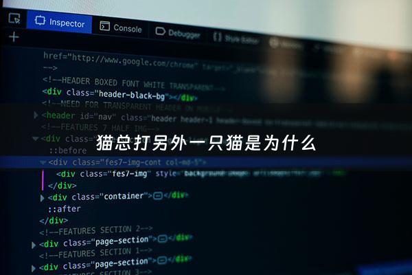 猫总打另外一只猫是为什么 - 猫为什么老是打另一只猫