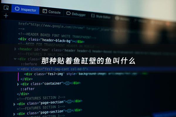 那种贴着鱼缸壁的鱼叫什么 - 有没有贴在鱼缸里面的壁纸