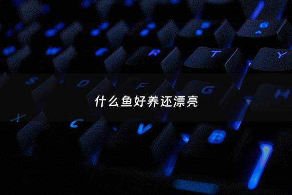 什么鱼好养还漂亮 - 什么鱼好养又好看干净