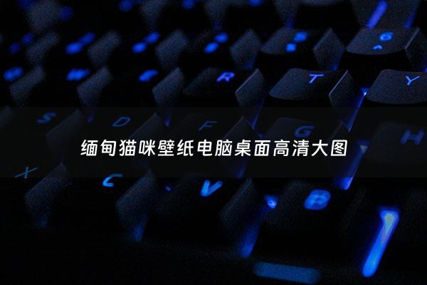 缅甸猫咪壁纸电脑桌面高清大图 - 缅甸猫长什么样