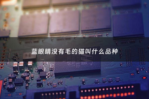 蓝眼睛没有毛的猫叫什么品种 - 蓝眼睛的猫少见吗