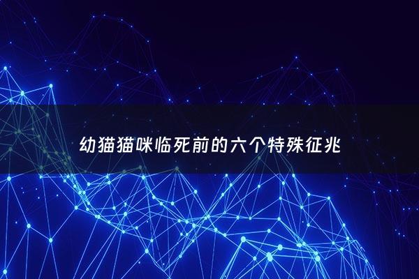 幼猫猫咪临死前的六个特殊征兆 - 幼猫要死了