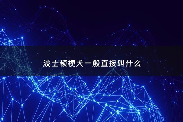 波士顿梗犬一般直接叫什么 - 波斯顿梗犬图片