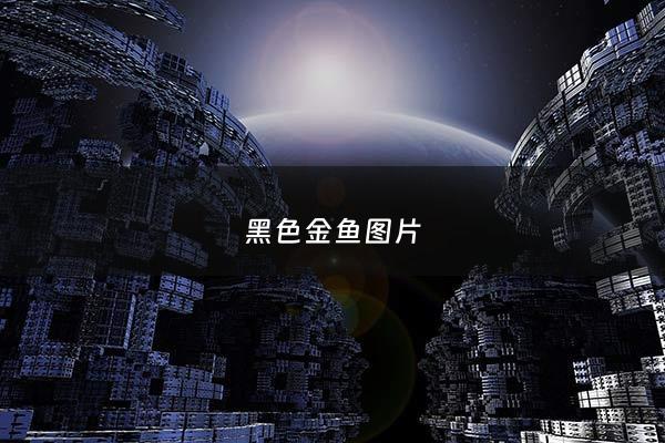 黑色金鱼图片 - 黑色金鱼图片高清