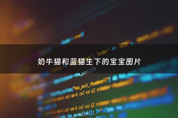 奶牛猫和蓝猫生下的***图片 - 奶牛猫和蓝白猫生的***