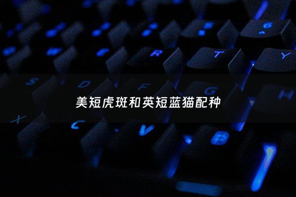 美短虎斑和英短蓝猫配种 - 美短虎斑和英短蓝猫配种能配吗