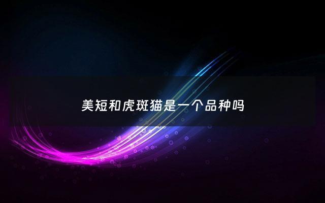 美短和虎斑猫是一个品种吗 - 美短和虎斑猫是一个品种吗图片