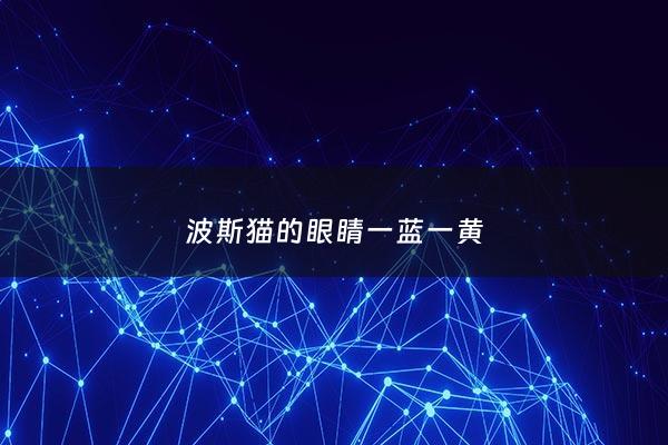 波斯猫的眼睛一蓝一黄 - 波斯猫的眼睛一蓝一黄是什么