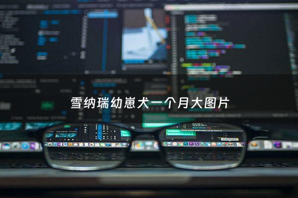 雪纳瑞幼崽犬一个月大图片 - 雪纳瑞一个半月幼犬如何喂养