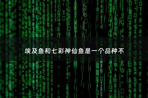 埃及鱼和七彩神仙鱼是一个品种不 - 埃及神仙鱼和七彩神仙鱼