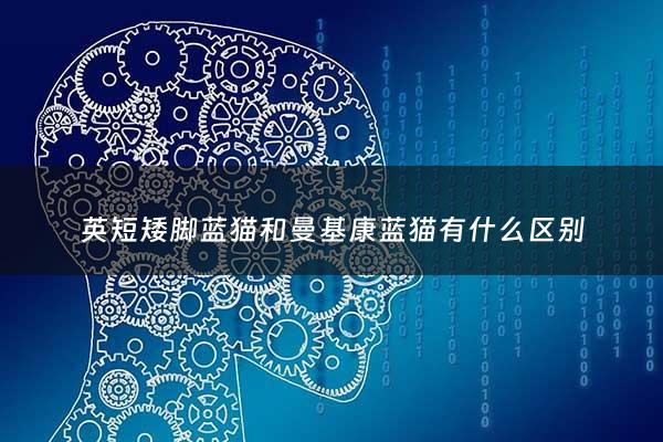 英短矮脚蓝猫和曼基康蓝猫有什么区别 - 曼基康矮脚猫和英短蓝白有什么区别