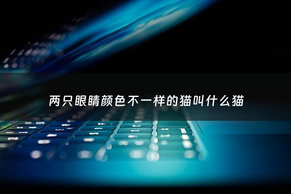 两只眼睛颜色不一样的猫叫什么猫 - 两个眼睛不一样颜色的猫叫什么