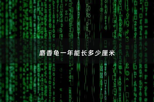 麝香龟一年能长多少厘米 - 麝香龟一年繁殖几次