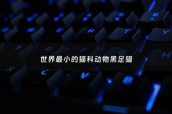 世界最小的猫科动物黑足猫 - 特别小的黑猫是什么品种