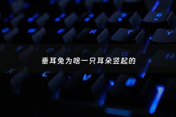 垂耳兔为啥一只耳朵竖起的 - 垂耳兔为啥一直一只耳朵竖着