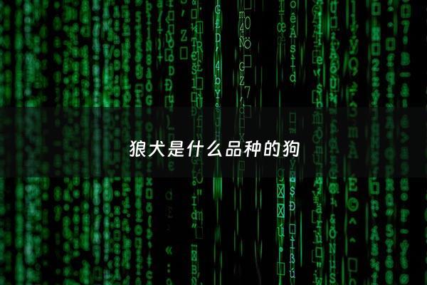 狼犬是什么品种的狗 - 狼犬属于什么品种
