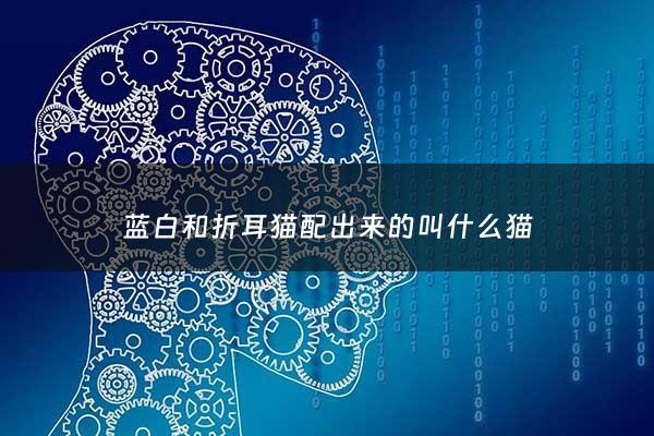 蓝白和折耳猫配出来的叫什么猫 - 蓝白折耳和什么猫配种