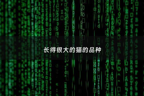 长得很大的猫的品种 - 长得好大的猫