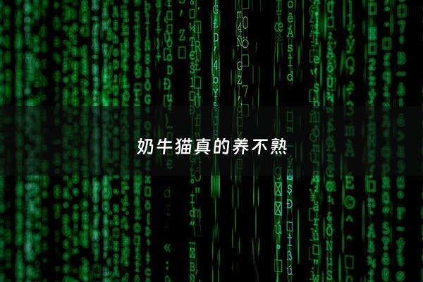 奶牛猫真的养不熟 - 奶牛猫一般能活多久