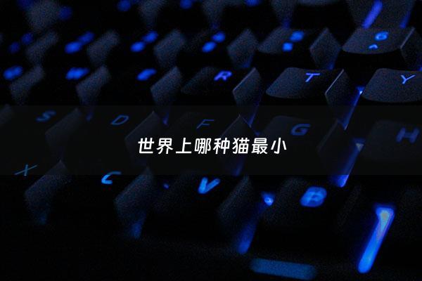 世界上哪种猫最小 - 世界上什么猫最小又可爱