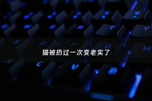 猫被扔过一次变老实了 - 猫咪被扔
