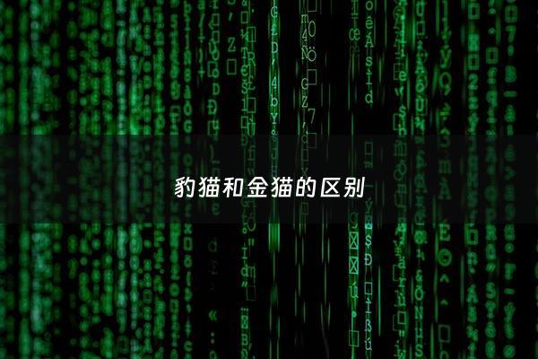 豹猫和金猫的区别 - 金猫和豹子