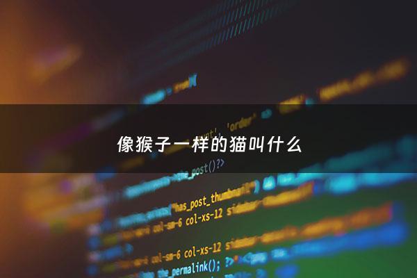 像猴子一样的猫叫什么 - 像猴子的动物叫什么