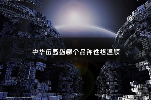 中华田园猫哪个品种性格温顺 - 中华田园猫里哪种最值钱