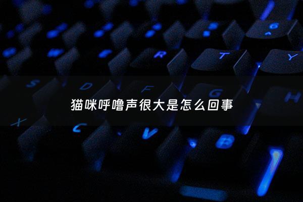 猫咪呼噜声很大是怎么回事 - 猫咪呼噜声特别大是什么症状