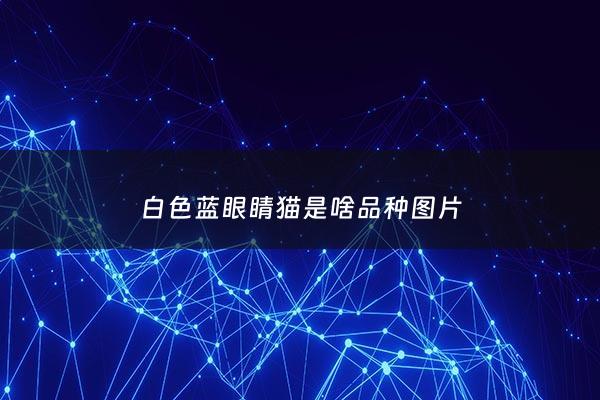 白色蓝眼睛猫是啥品种图片 - 白色蓝眼睛的猫值***