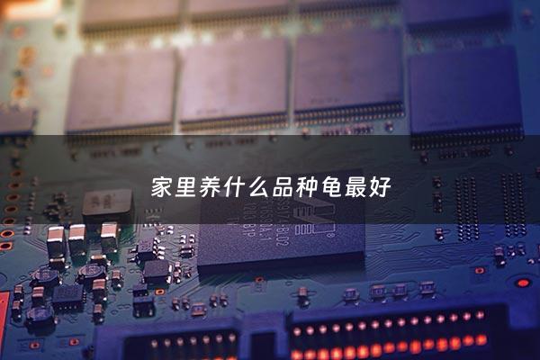 家里养什么品种龟最好 - 家里养哪种龟