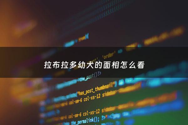 拉布拉多幼犬的面相怎么看 - 拉布拉多幼犬脸型