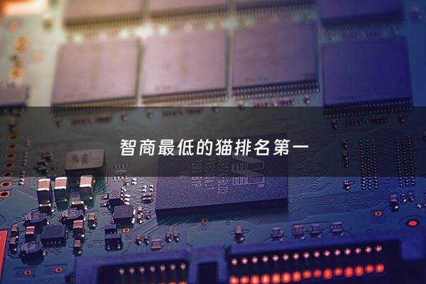 智商最低的猫排名第一 - 智商排名前十的猫